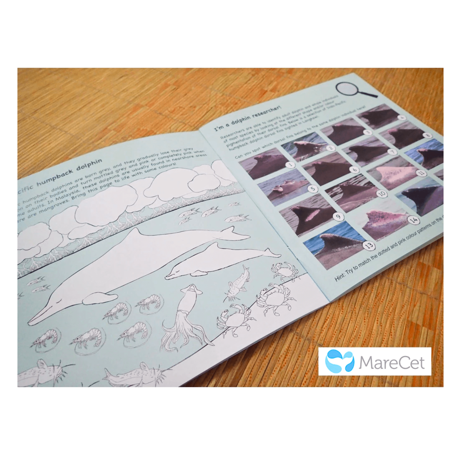 MareCet : Fintastic Marine Mammals &amp; Where to Find Them?